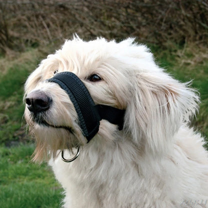 Collar de cabeza acolchado para perro mascota, correa Halter suave, herramienta de entrenamiento para dejar de tirar, envío directo